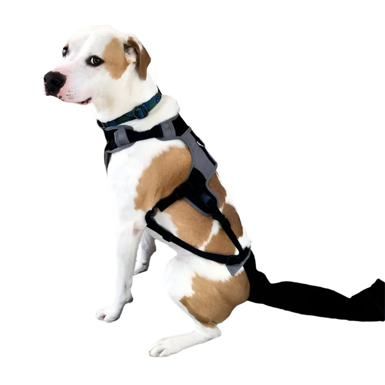 Heal Happy Tail Fast